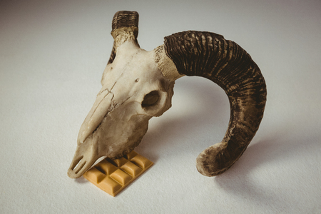 High angle view of animal skull with chocolate over white backgroundの写真素材