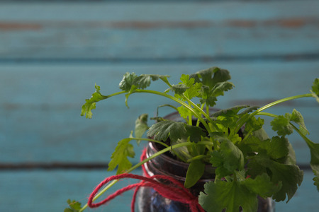 Close-up of coriander plant in jarの写真素材