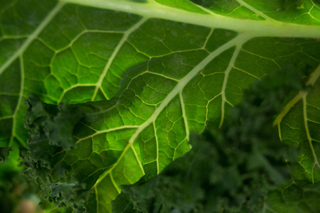 Close up of fresh kale leafの写真素材