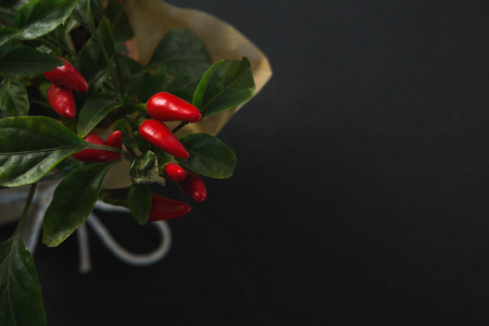 Close-up of red chilli with leavesの写真素材