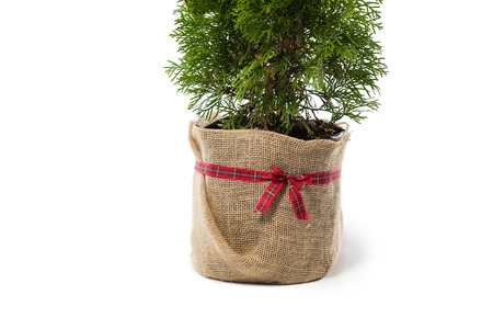 Close-up of christmas tree against white backgroundの写真素材