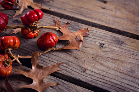 Close-up of dry leaves, branches and mistletoe on wooden plankの写真素材