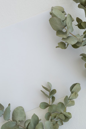 Dry leaves on white backgroundの写真素材