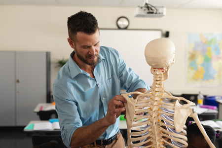 Male teacher fixing skeleton model in classroom of elementary schoolの写真素材