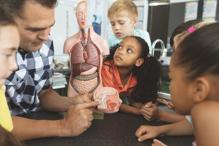 Overhead view of a teacher showing to his school kids a brain part of a dummy skeleton wile they are...