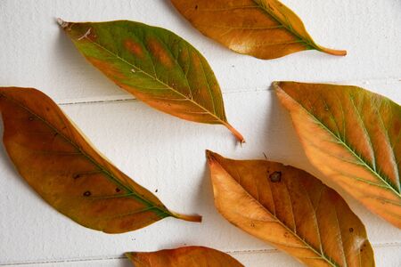 Autumn flat lay with leaves and copy spaceの写真素材