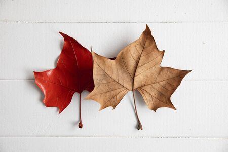 Autumn flat lay with leaves and copy spaceの写真素材