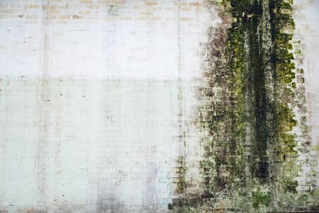 Close up detail of the interior of an abandoned warehouse space showing a moss on a white wall