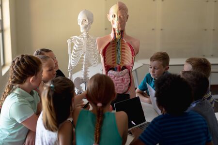 Rear view of a diverse group of elementary school children sitting at a table using their laptop and tablet computers and pointing at a human anatomy model and a skeleton during a biology lessonの写真素材