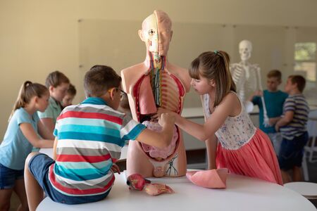 Side view of a Caucasian elementary school boy and girl working with a human anatomy model during a biology lesson, with their classmates working in the background, two boys studying a model of a skeletonの写真素材