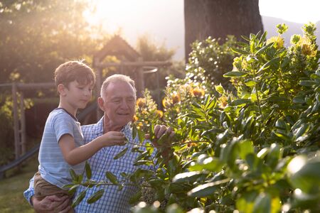 Side view of Caucasian man and his grandson in the garden looking at plants together on a sunny day, the grandfather carrying his grandsonの写真素材
