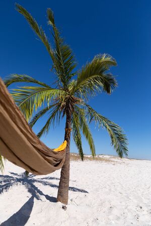 Magnificent view of a beach with a palm tree and a hammock tied to itの写真素材