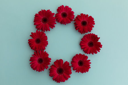 Red gerbera flowers arranged in circle on blue background. flower spring summer nature freshness...