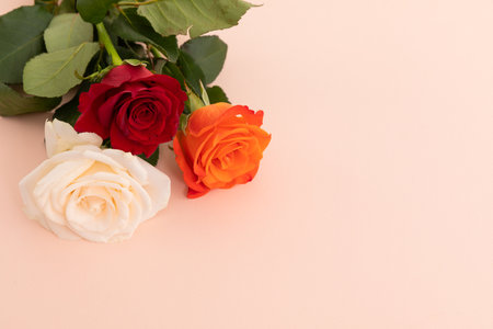 White, red and orange roses on pink background. celebration romance flower nature freshness copy space.の写真素材