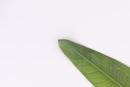 Green leaf lying on bottom right on white background. nature spring summer freshness plant copy space.の写真素材
