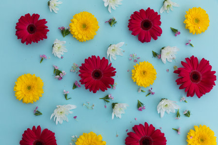 Yellow and red gerberas and white flowers on blue background. flower spring summer nature freshness copy space.の写真素材