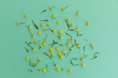 Multiple yellow flowers and leaves scattered on green background. flower spring summer nature...