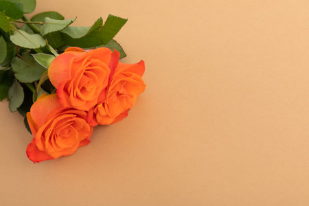 Three fresh orange roses lying on orange background. celebration romance flower nature freshness copy space.の写真素材