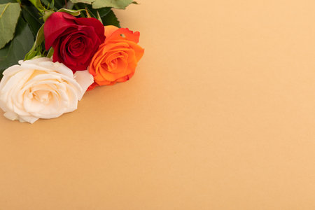 White, red and orange roses on orange background. celebration romance flower nature freshness copy space.の写真素材