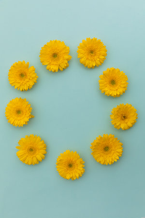 Yellow gerbera flowers arranged in circle on blue background. flower spring summer nature freshness copy space.の写真素材