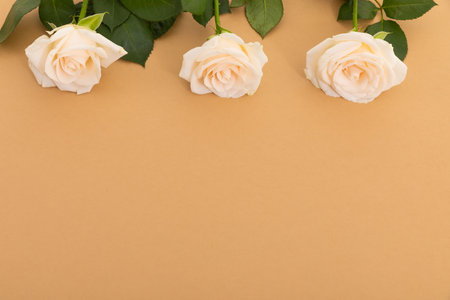 Three white roses at the top on orange background. celebration romance flower nature freshness copy space.の写真素材