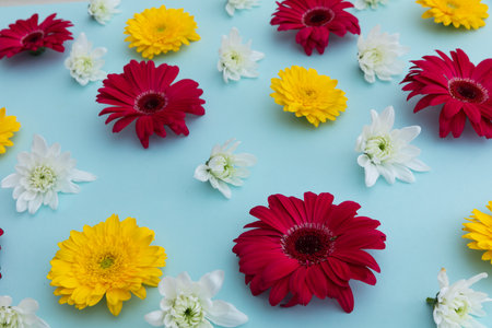 Yellow and red gerberas and white flowers on blue background. flower spring summer nature freshness...