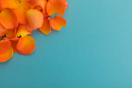 Close up of orange rose petals on blue background. valentine&#39;s day romance love flower copy space concept.の写真素材
