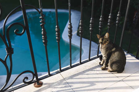 Pet cat sitting on balcony with swimming pool in the background. domestic pet, spending time at home.の写真素材