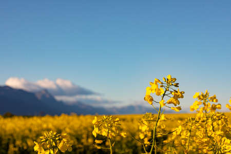 Closeup of yellow flower in countryside landscape with cloudless sky. environment, sustainability,...