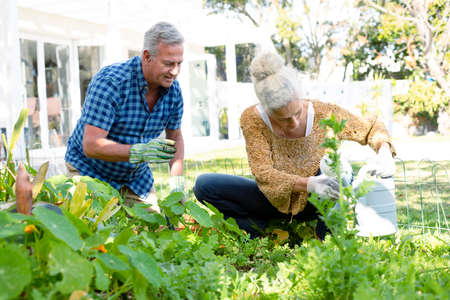 Happy caucasian senior couple wearing gloves gardening together. active and healthy retirement lifestyle at home and garden.の写真素材