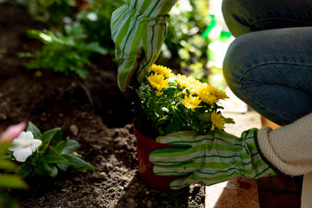 Hands of woman wearing gloves, planting flowers. taking care of plants, gardening and spending time at home and garden.の写真素材