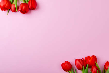 Directly above view of fresh red tulip flowers with copy space over pink background. love and valentine.の写真素材