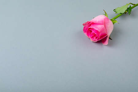 High angle closeup of fresh pink single rose with copy space over blue background. love and valentine.の写真素材