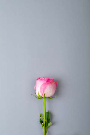 Overhead view of fresh pink rose isolated on gray background, copy space. valentine&#39;s day, flower and love concept.の写真素材