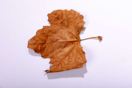 Composition of halloween decoration with dry leaf and copy space on white background. horror,...
