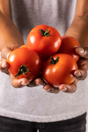 Midsection front view of man holding fresh red tomatoes. unaltered, lifestyle, organic food and healthy eating concept.の写真素材
