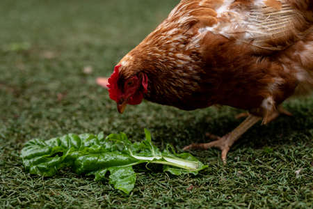 Close-up of brown hen eating green leaf on grass at poultry farm. unaltered, animal husbandry and farming industry concept.の写真素材