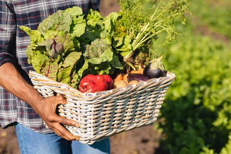 Midsection of african american mid adult male farmer carrying vegetables in wicker basket at farm....