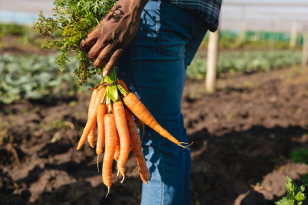 Midsection of african american mid adult farmer holding radishes while harvesting in organic farm....