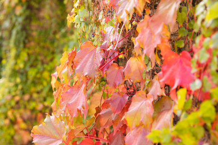Full frame of green, orange and red vine leaves in sunny garden. Nature, summer, colour, change and seasons.の写真素材