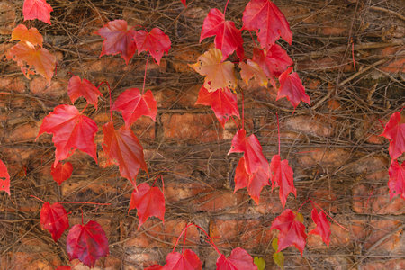 Orange and red leaves of vine plant climbing on brick wall in sunny garden. Nature, summer, colour, change and seasons.の写真素材