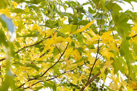 Full frame of green and yellow leaves of tree against sky in sunny garden. Nature, summer, colour,...