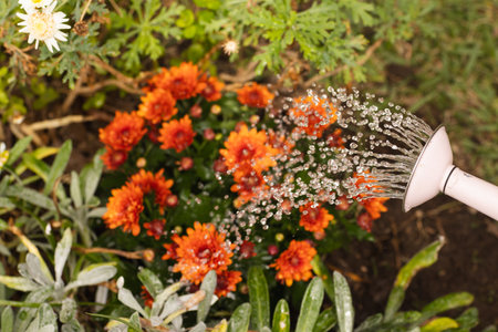 Watering vibrant orange flowers in garden, droplets sparkling in sunlight, outdoors. Gardening, horticulture, nature, blossom, irrigation, springの写真素材