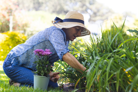 Senior woman kneeling on lawn in backyard garden, tending soil by green pot holding purple flowers. Nurturing, planting, weeding, outdoors, landscaping, sunlit, tranquilityの写真素材