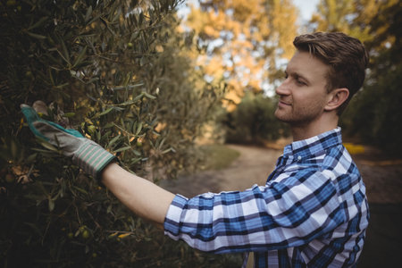 Man in his 40s harvesting olives in olive grove wearing checkered shirt, striped gloves, copy space. Farmer, agriculture, rustic, nature, harvest, organic, countrysideの写真素材