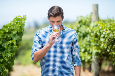 Adult man wearing checkered shirt sniffing wine in stemmed glass among rows of vineyard grapevines....