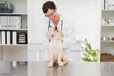 Woman veterinarian holding golden retriever puppy with stethoscope on exam table in vet clinic. Animal, healthcare, professional, clinical, caring, diagnostics, equipmentの写真素材