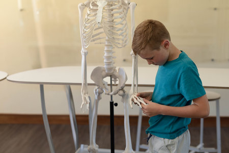 Male child examining skeleton hand bones in science classroom with skeleton model, copy space. Anatomy, education, discovery, science, curiosity, learning, laboratoryの写真素材