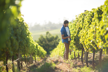 Man inspecting grape clusters on dirt aisle in vineyard, holding smartphone under bright sun. Agriculture, viticulture, rural, nature, lush, outdoor, productivityの写真素材