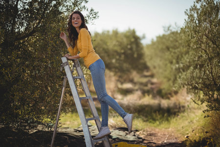Woman balancing on ladder while picking olives into net in olive grove, copy space. Agriculture, farming, orchard, harvest, productivity, rural, naturalの写真素材